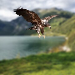 Obraz premium Selective focus of bald eagle flying