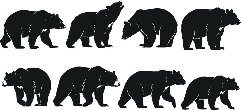 Black bear silhouettes collection, wildlife animal icons, forest figures, nature decoration, standing walking poses, isolated vector illustration design