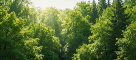 Sunlit Forest with Lush Green Trees