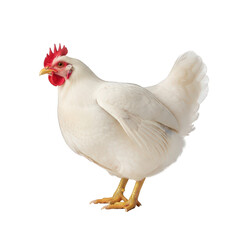 White chicken with red comb and yellow beak isolated on transparent background