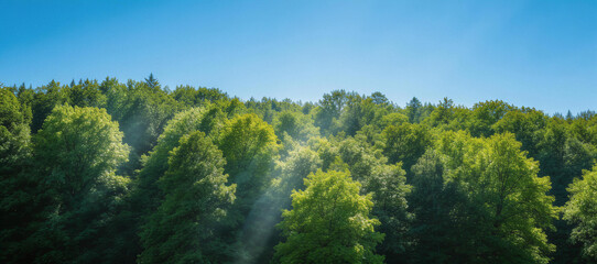 Sunlight filters through a dense, green forest canopy, creating dappled light patterns on the lush foliage. The clear blue sky enhances the vibrant natural scenery of the woodland ecosystem.