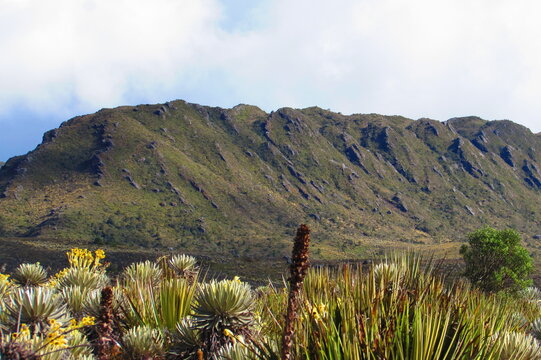 Andean p&aacute;ramo landscape with frailejones and mountain ridge