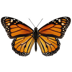 Vibrant monarch butterfly with spread wings isolated on transparent background