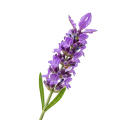 Beautiful lavender flower stem with purple blooms isolated on transparent background