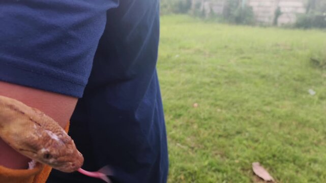 Close up of a person holding a large python snake outdoors.
