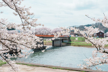 Beautiful Sakura Cherry Blossom in Hinokinai River riverbank in Kakunodate town, Semboku District, Akita Prefecture, Japan. Landmark and Vacation in spring season