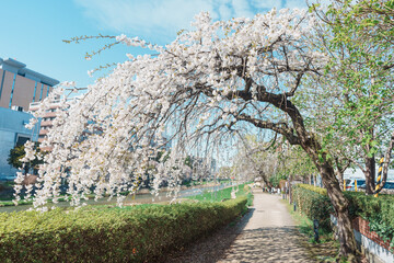 Fototapeta premium Sakura Cherry blossom blooming in Spring season, cityscape against blue sky in Morioka city, Iwate prefecture, Japan. famous Landmark Travel and Vacation destination