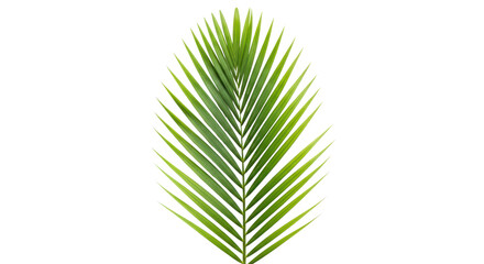 Obraz premium Green palm leaf isolated on transparent background for nature designs