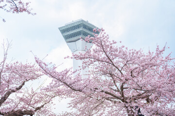 Beautiful Sakura Cherry Blossom in Spring season. Goryokaku Tower park in Hakodate city, Hokkaido prefecture, Japan. famous Landmark, Japan Travel and Vacation destination