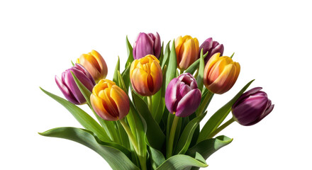 Fototapeta premium A bouquet of colorful tulips on a transparent background, isolated on transparent background