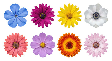 Collection of colorful isolated blooming flowers