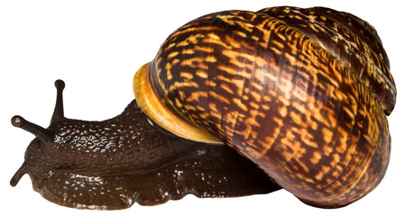a beautiful isolated snail on a white background.. isolated photo mollusk. material for creativity and project. detailed macro photo. close-up. slug, Succinea putris. Succineidae, amber, amber snail © AlMacro