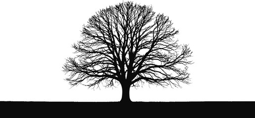 Bare Tree Silhouette on White Background