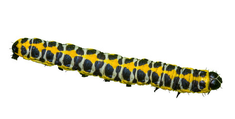 Naklejka premium cabbage moth caterpillar without background in png format.. isolated photo. material for creativity and project. detailed macro photo. close-up. Cucullia lactucae; Noctuidae; night; moth