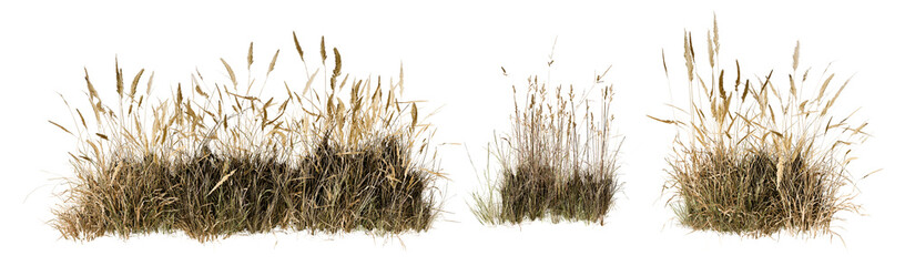 Long Patch of Dried Wild Meadow Grass and Reeds Isolated on White Background © Diem