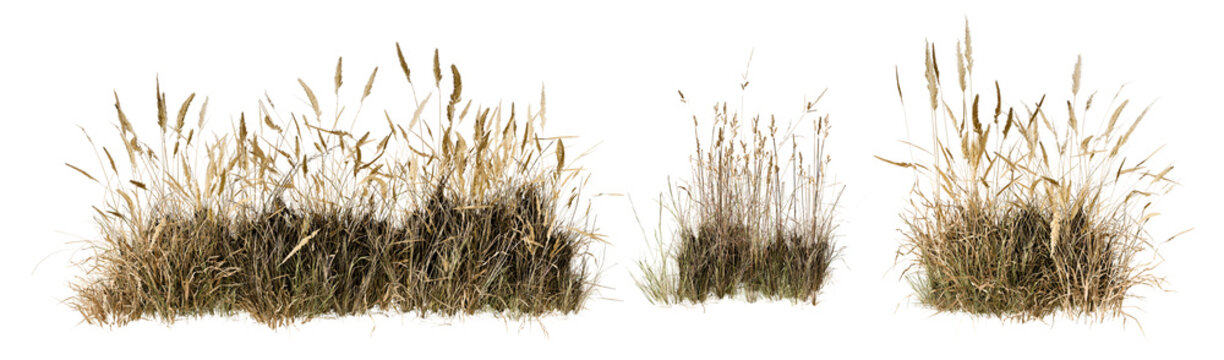 Long Patch of Dried Wild Meadow Grass and Reeds Isolated on White Background