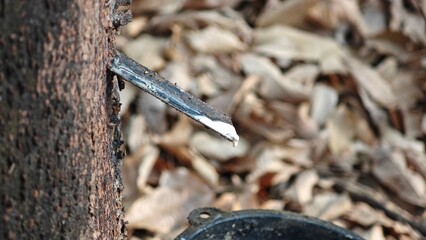 Scrape rubber from rubber, latex.