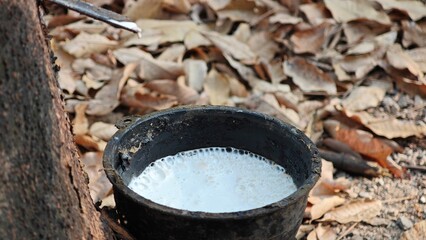 Scrape rubber from rubber, latex.
