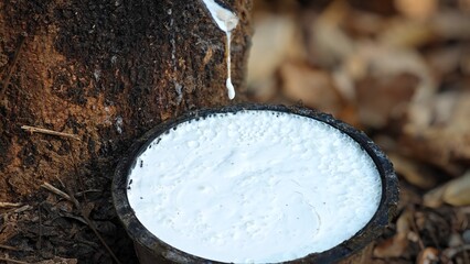 Scrape rubber from rubber, latex.