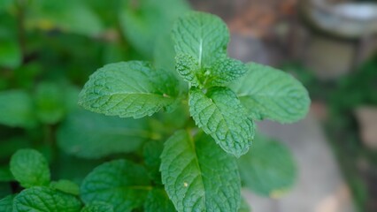 Green peppermint in the garden.