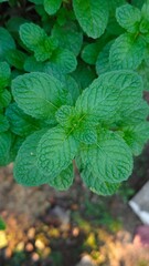 Green peppermint in the garden.
