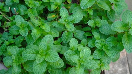 Green peppermint in the garden.
