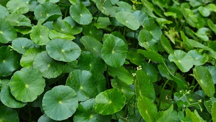Centella asiatica leaves, in the garden.