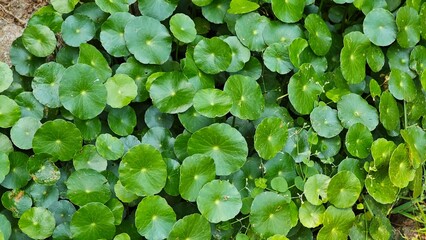 Centella asiatica leaves, in the garden.