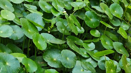 Centella asiatica leaves, in the garden.