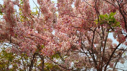 Beautiful cherry blossom flower in  garden.