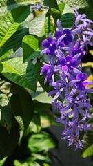 Purple Wreath or Queen's Wreath Flower.