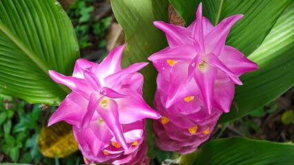 Pink siam tulip flowers in nature.