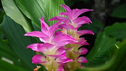Pink siam tulip flowers in nature.