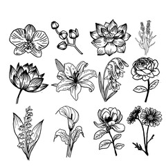 Botanical Line Art Flowers - 12 Illustration Set