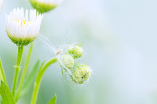 Fresh Summer Flower Bud Closeup in Soft Light