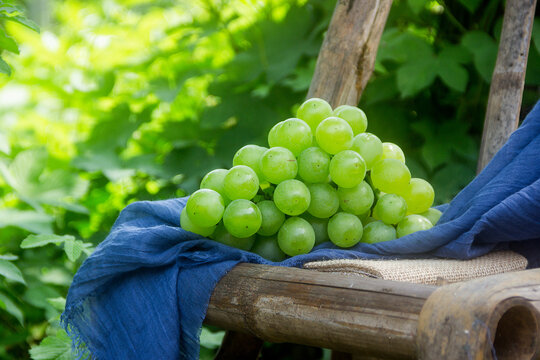 Fresh Grapes Summer Fruit Closeup Photography