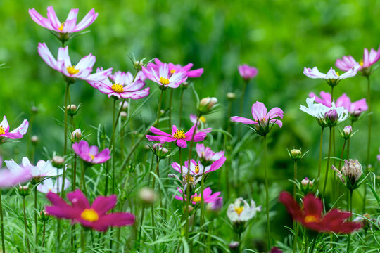 Fresh Green Cosmos Flower in Summer Light