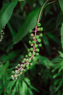 Pokeweed Phytolacca Acinosa Medicinal Plant Growth