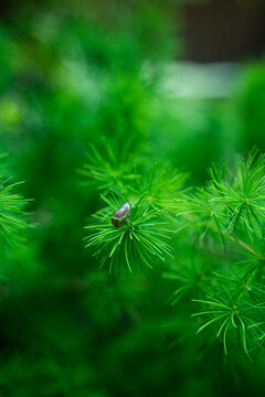 Summer Snail on Pine Needles Macro Photography