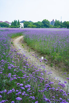 Purple Verbena Flowers in Fresh Summer Breeze