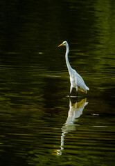Naklejka premium Animals and Birds on Summer Lake Waterscape