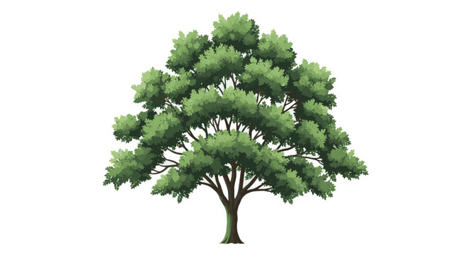 Isolated Broadleaf Tree Illustration
