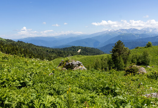 subalpine vegetation at the beginning of the summer flowering period, endemic in nature