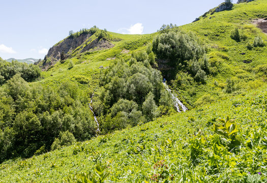 subalpine vegetation at the beginning of the summer flowering period, endemic in nature