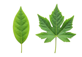 Fototapeta premium Green Leaf Set of Two Different Species