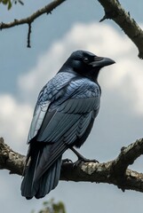Majestic Black Raven or Crow with Sculpted Feathers Perched on a Bare Branch Against a Dramatic Cloudy Sky, Detailed Digital Art Illustration