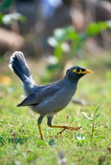 Vibrant Common Myna Bird with Bright Yellow Eye Patch and Beak Foraging on Fresh Green Grass in Sunlight, Wildlife Nature Photography