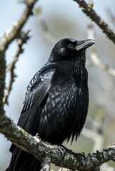 Striking Close-up of a Wild Glossy Black Raven Perched on a Weathered Tree Branch with Textured Bark and Soft Bokeh Background