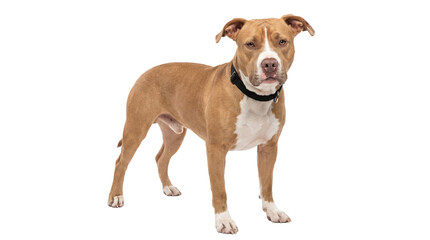 Obraz premium a powerful american pit bull terrier, featuring a striking tan and white coat and a black collar, stands isolated on a transparent background with a commanding presence.