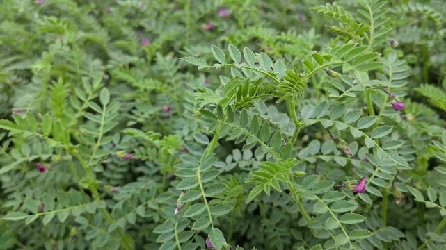 Chickpea plants growing in agricultural field